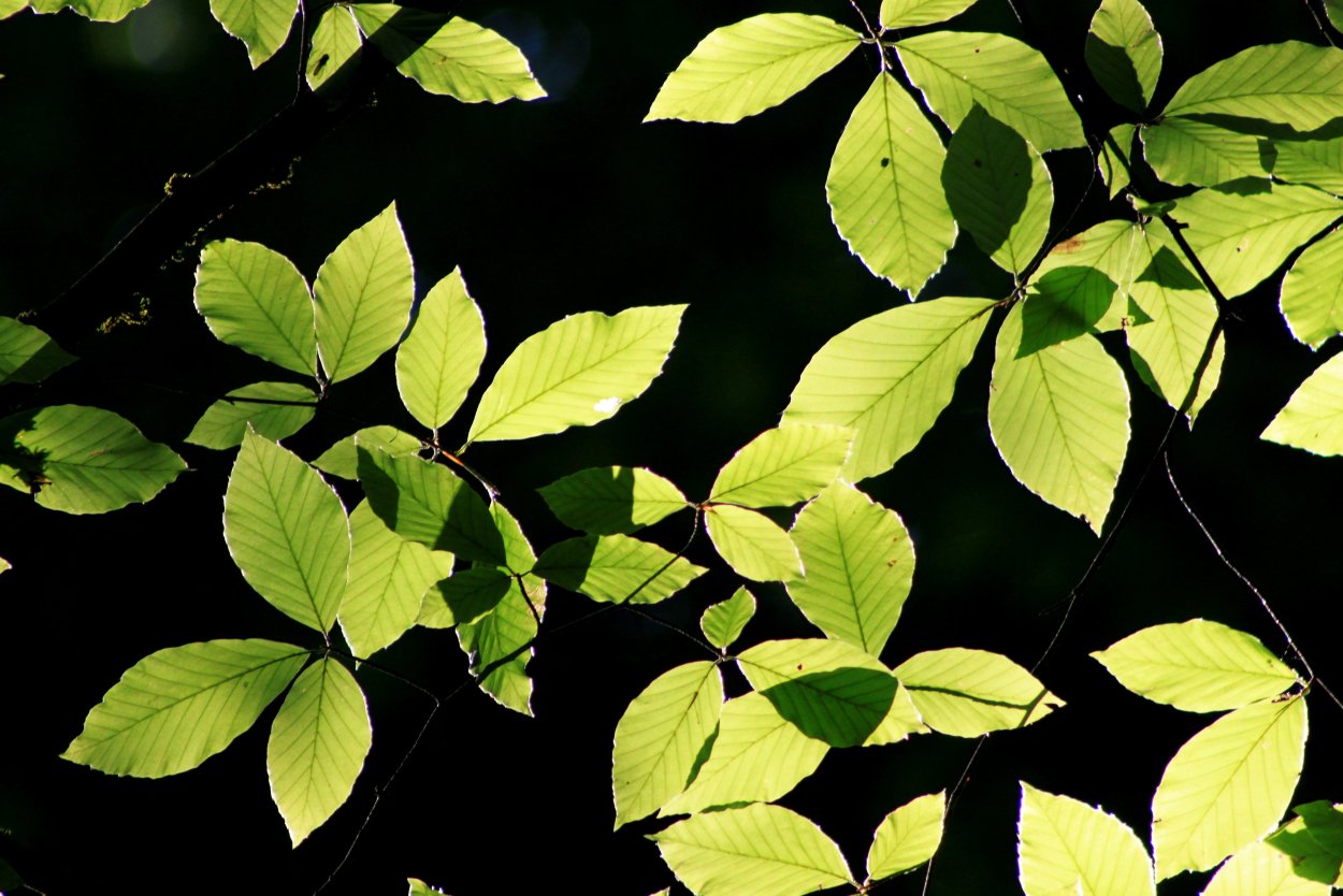 Alternate leaves