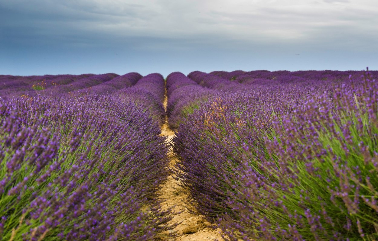 Семигорье Лавандовые поля
