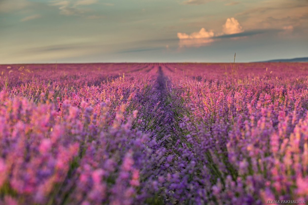 Крым Лаванда Лавандовые поля Крым