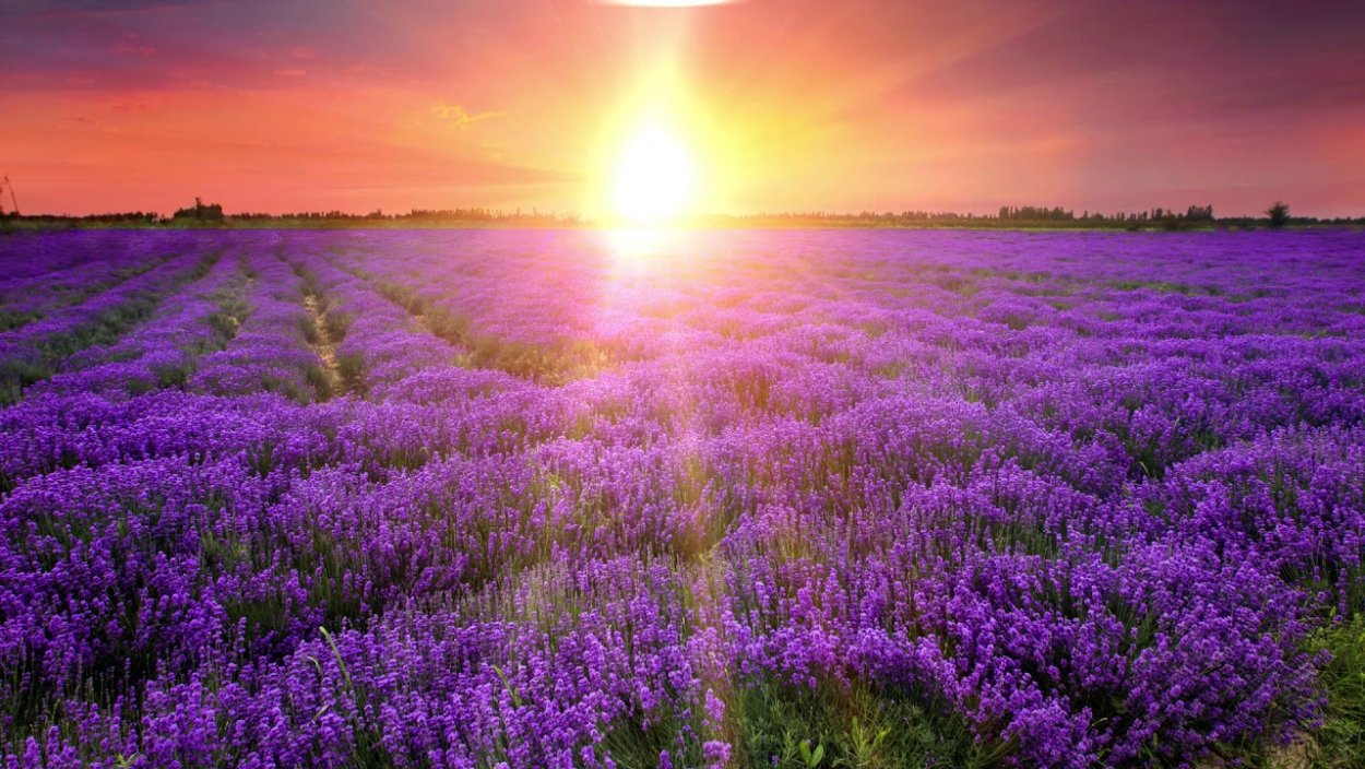 Лаванда закат