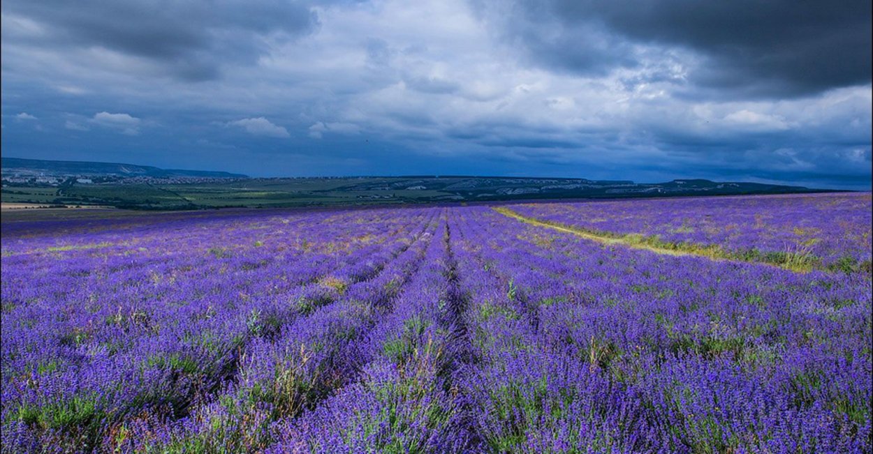 Крымский Прованс Лавандовые поля