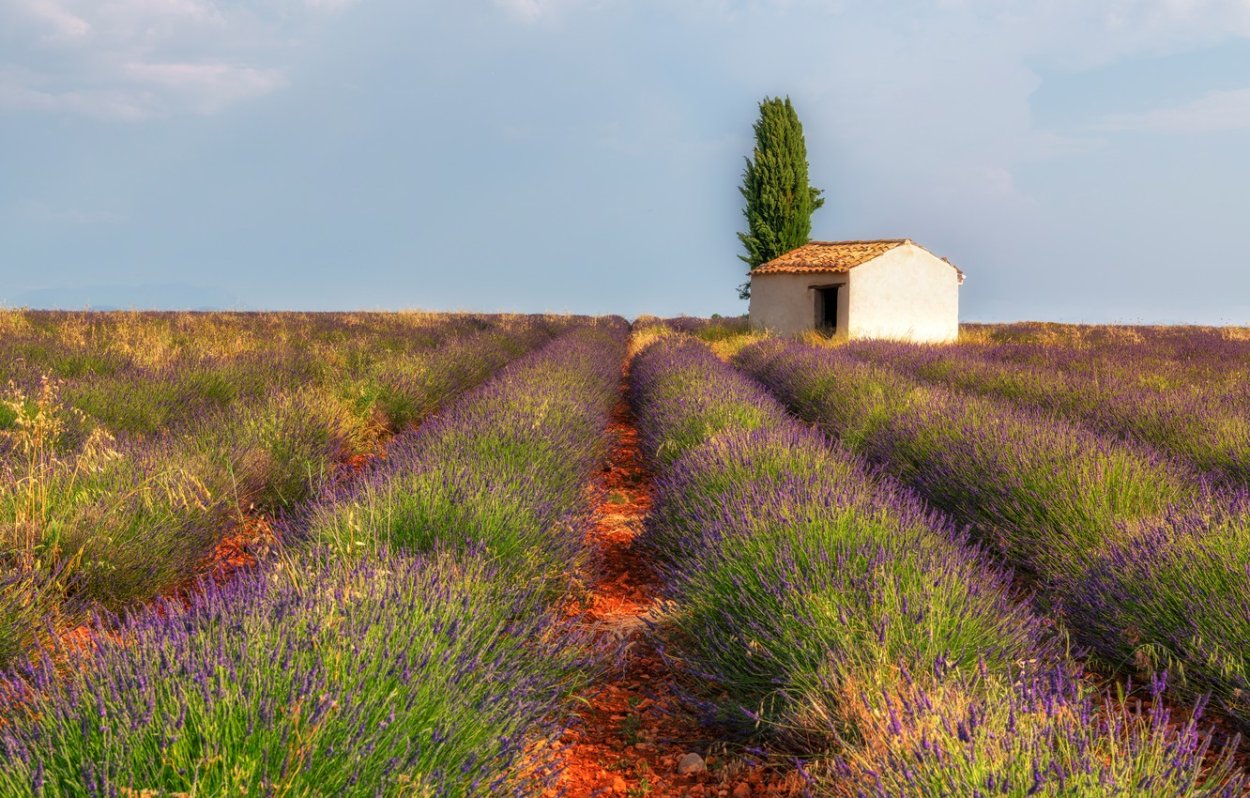 Крым Тургеневка Лаванда