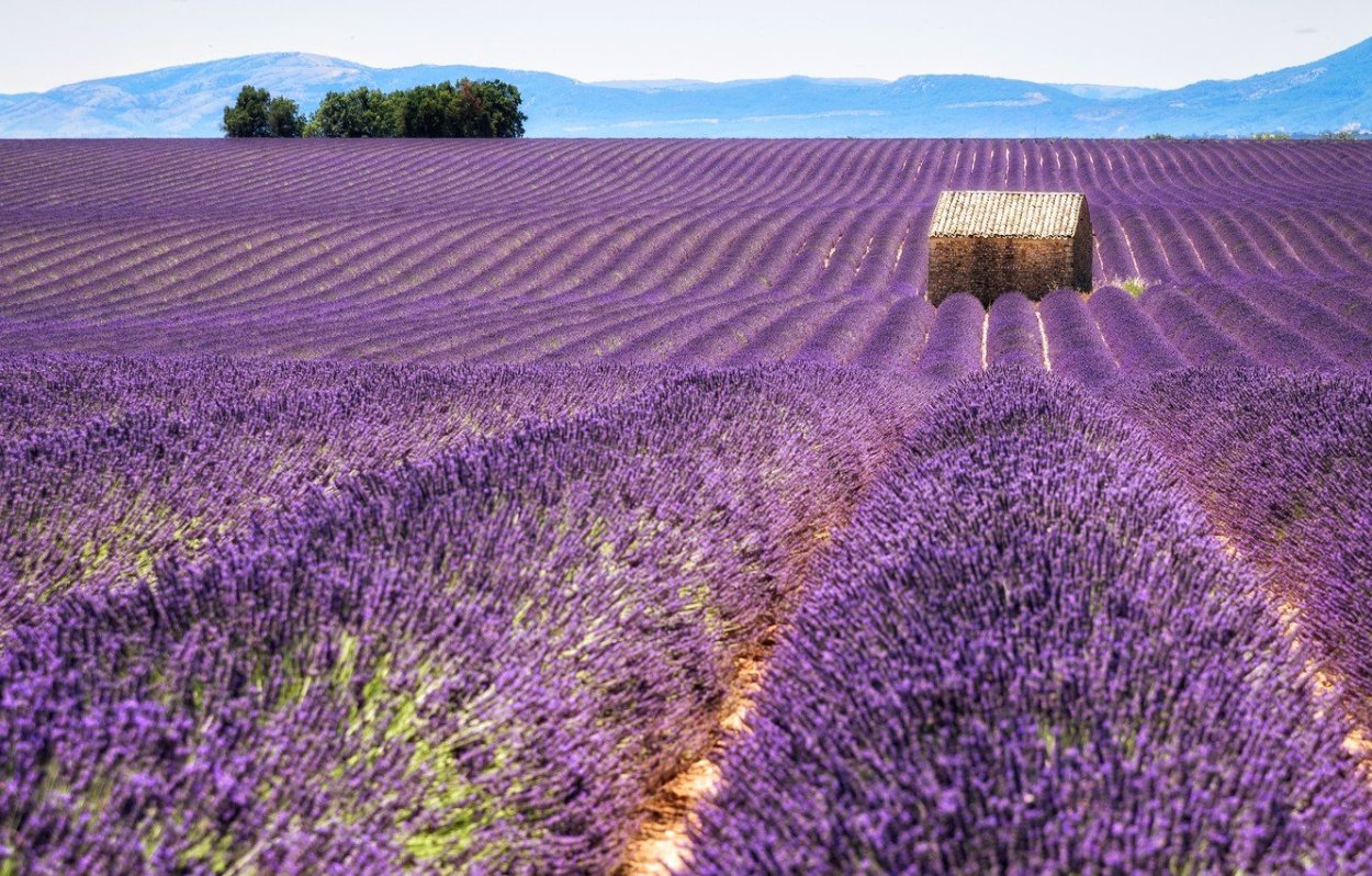 Долина Лефкадия Краснодарский край Лавандовое поле
