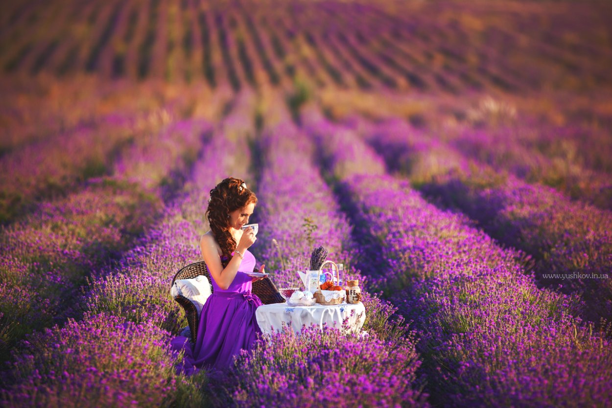 Лавандовые поля в Крыму