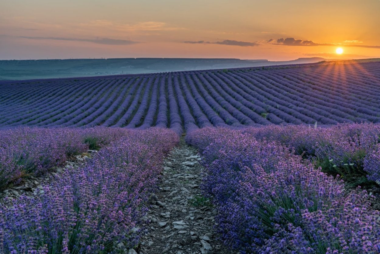 Село Тургеневка Крым Лавандовые поля