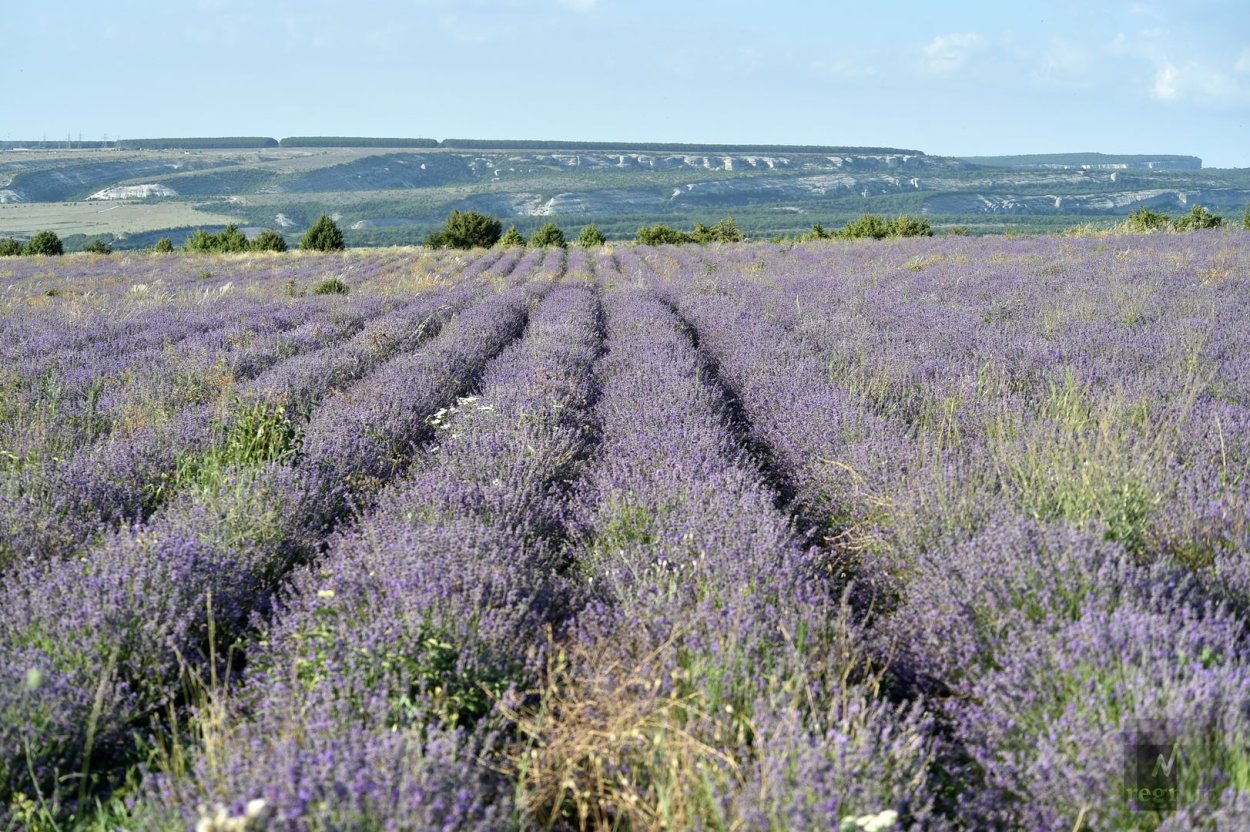 Тургеневка Бахчисарайский район