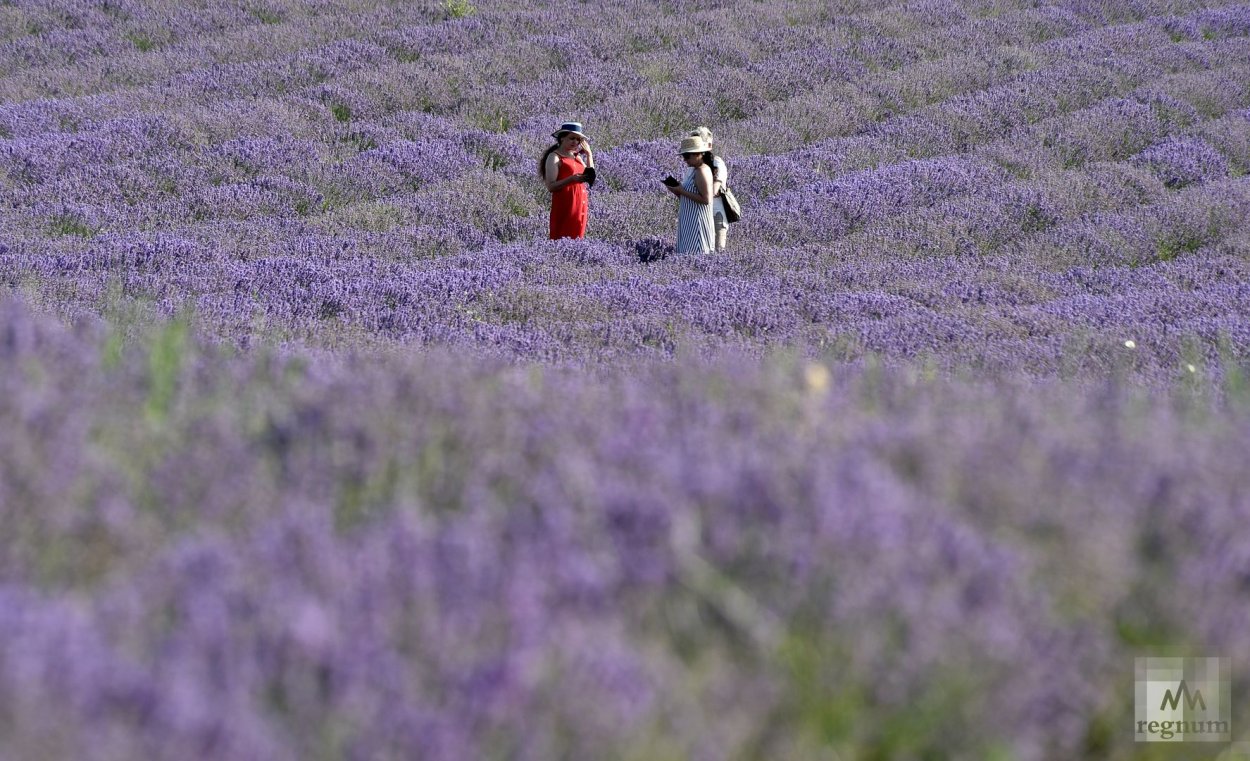 Крым Тургеневка Лаванда