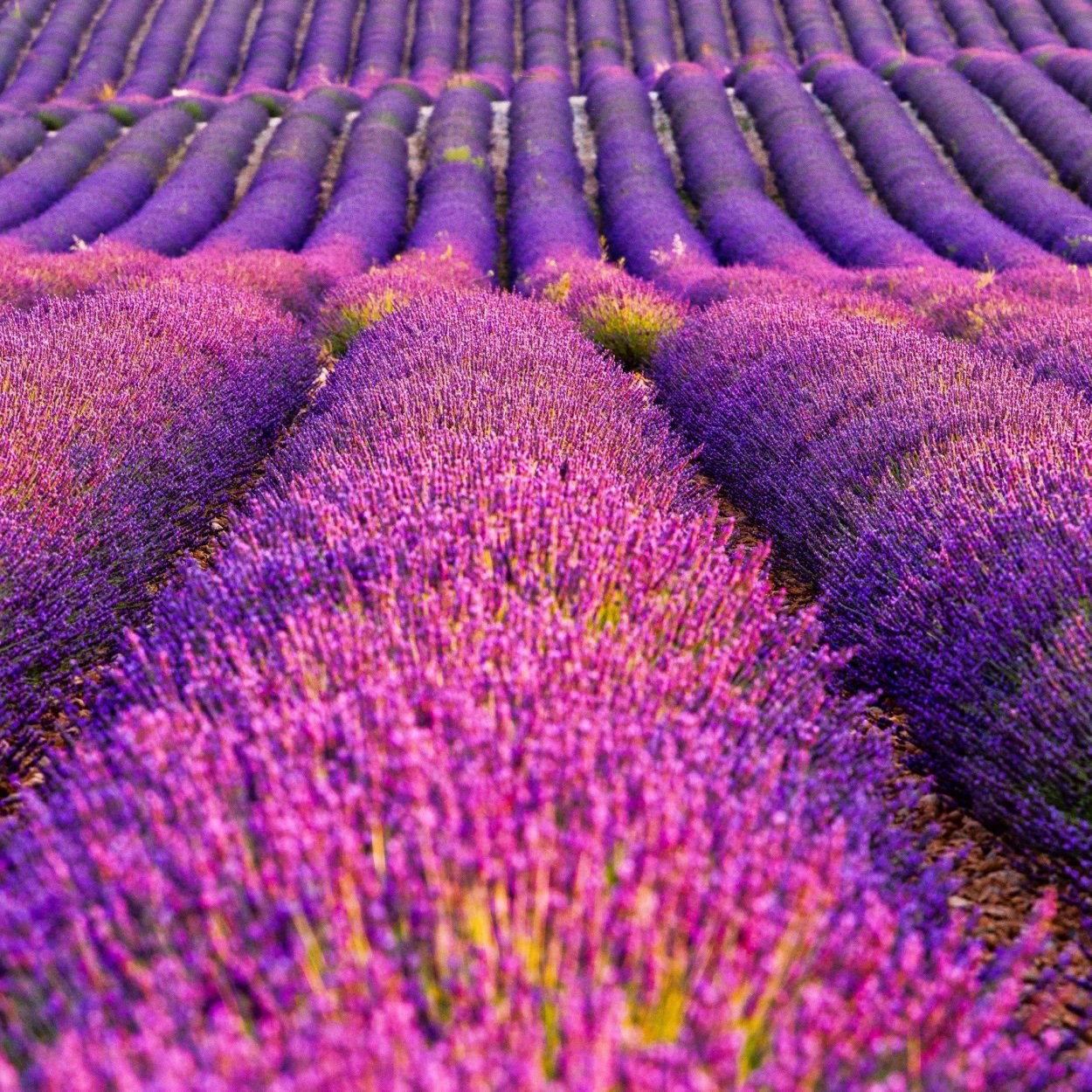 Лавандовое поле Ростов