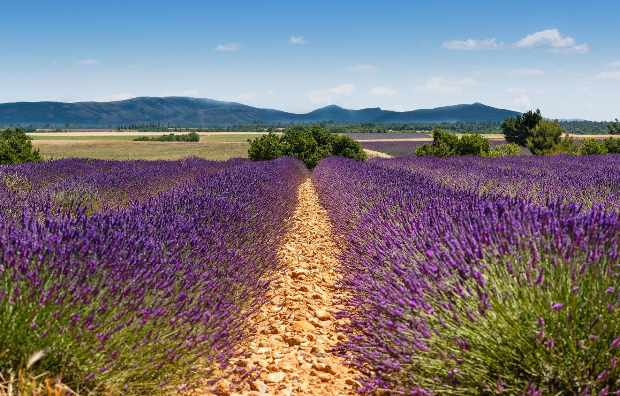Буковац Сербия Лаванда