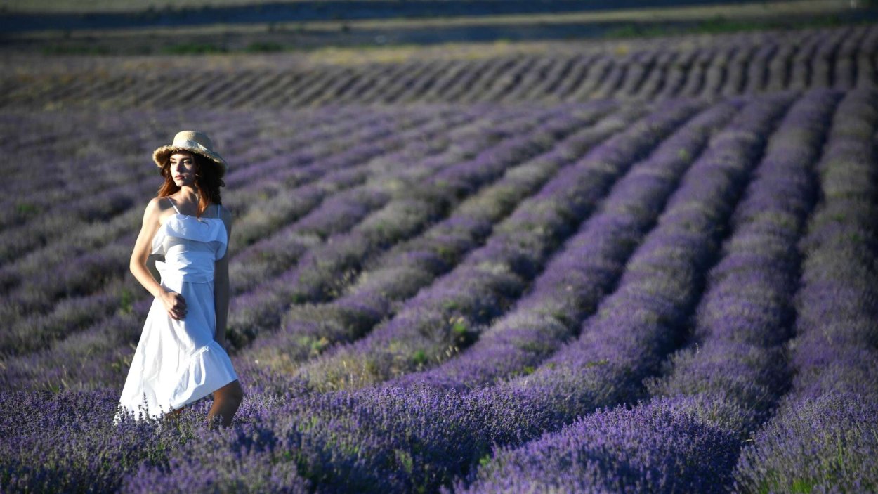 Лавандовые поля в Крыму 2022 Тургеневка фотозона