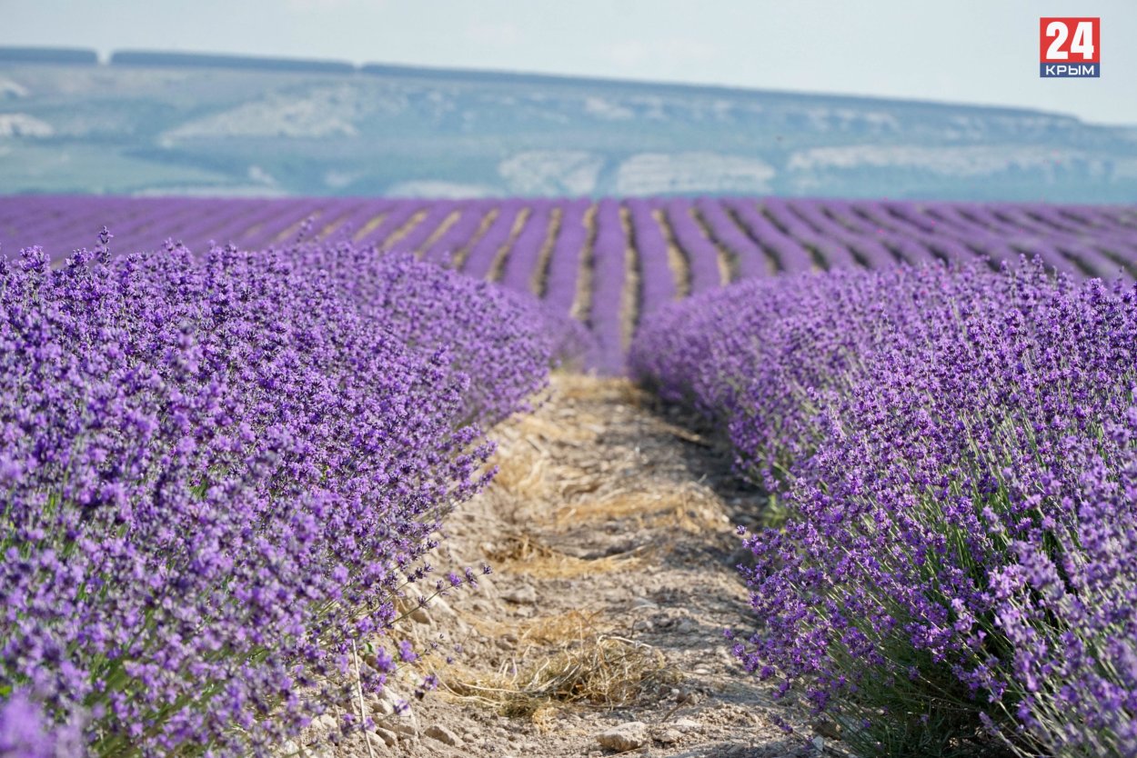 Лавандовое поле село Тургеневка
