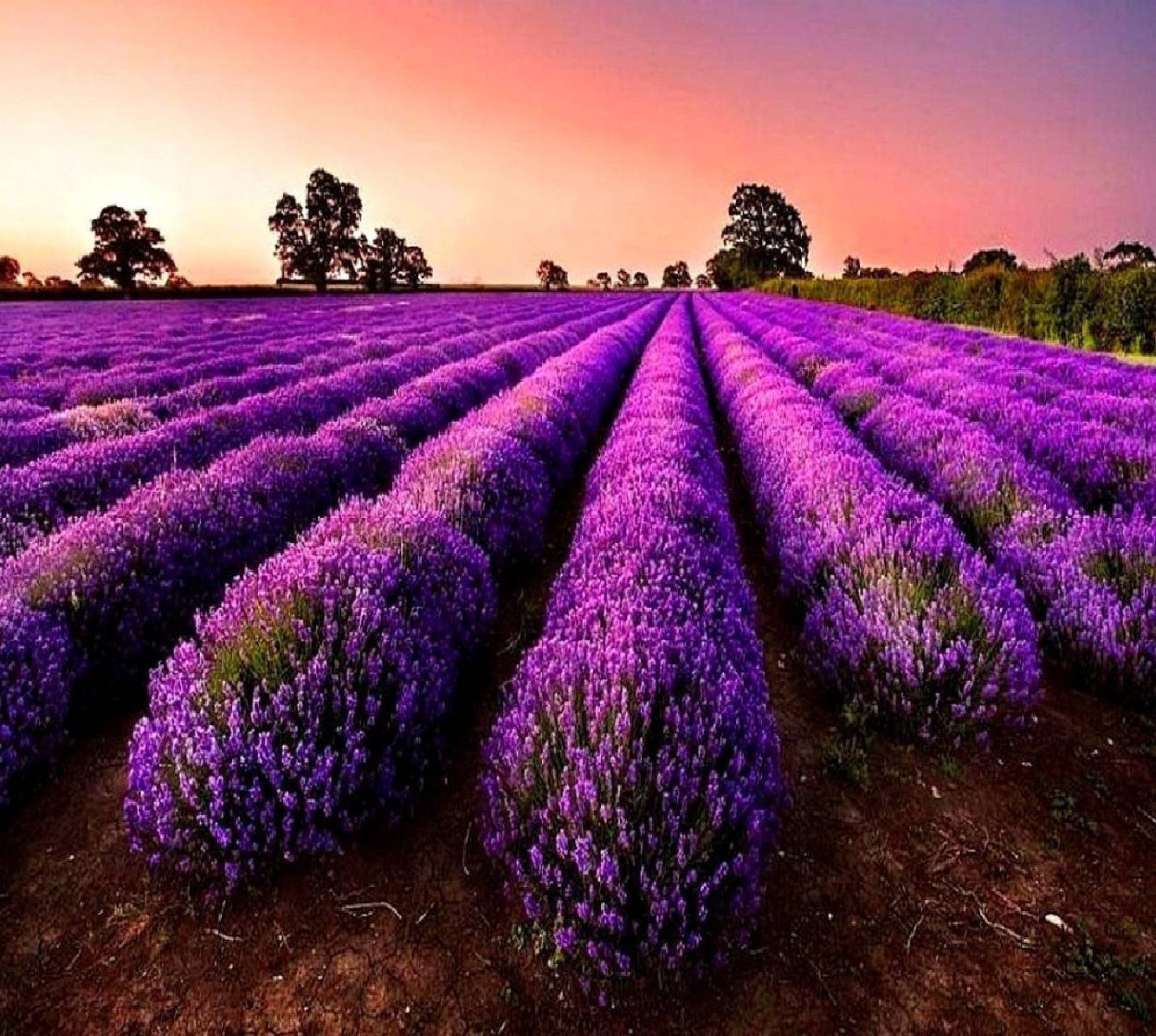 Лаванда обои