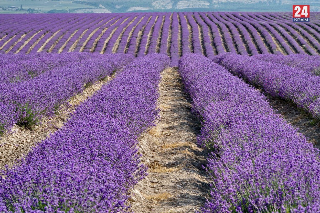 Крым Тургеневка Лаванда