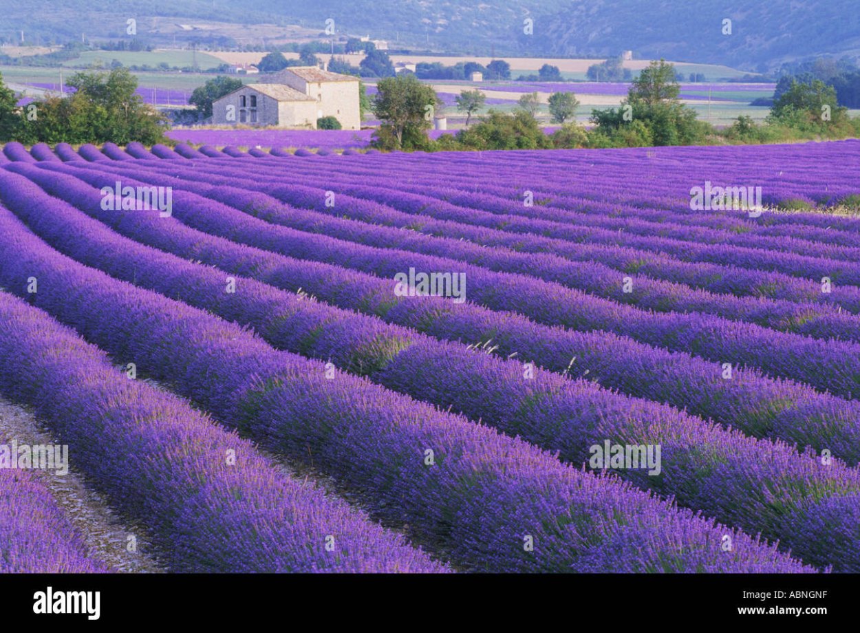 Лавандовая ферма Франция