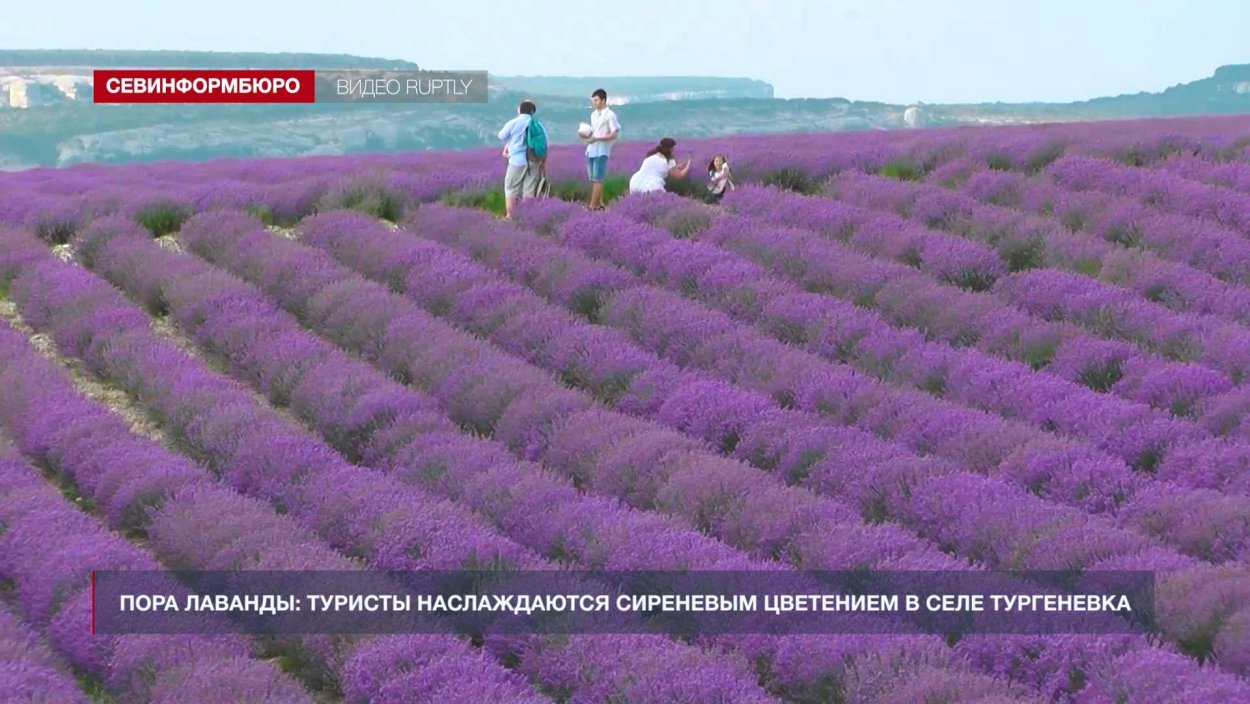 Тургеневка Лавандовые поля