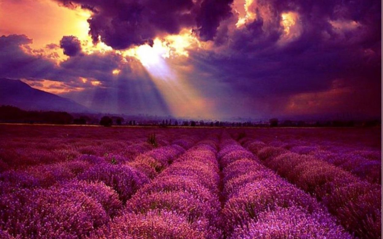 Лавандовое поле на закате