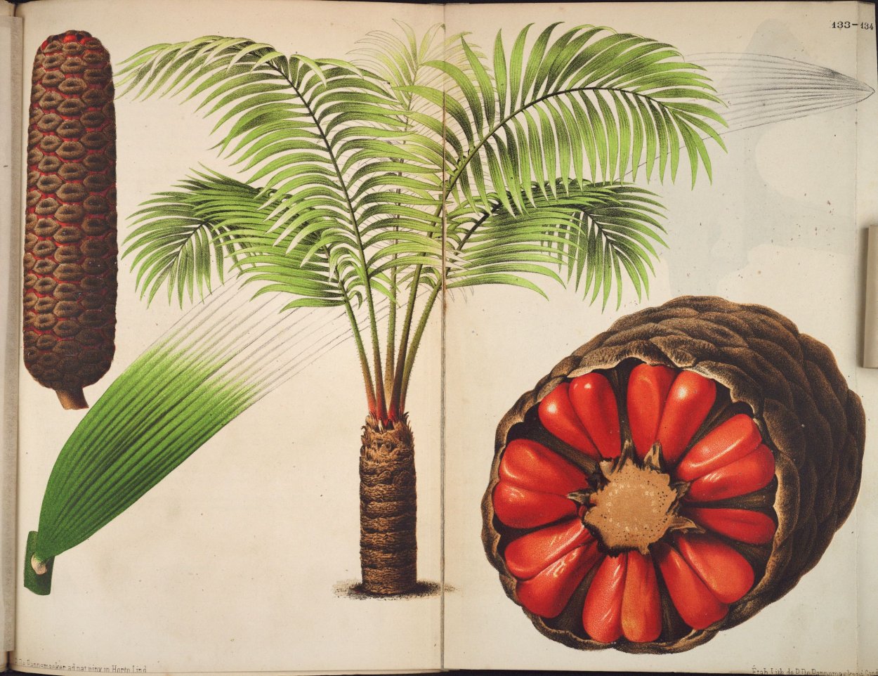 Саговники мезозой