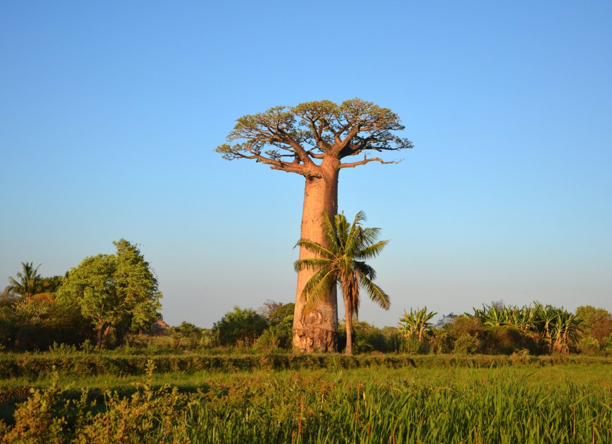 Мадагаскар дерево баобаб Мадагаскар
