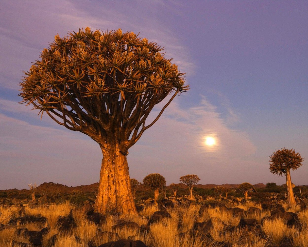 Колчановые деревья Намибия