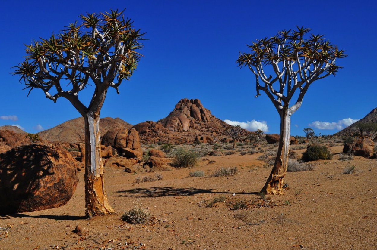 Флора Намибии