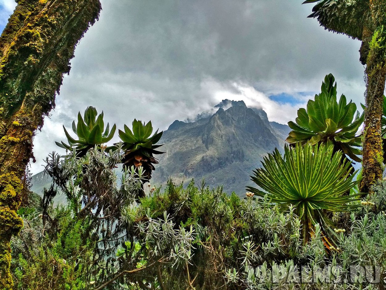 Уганда горы Рувензори