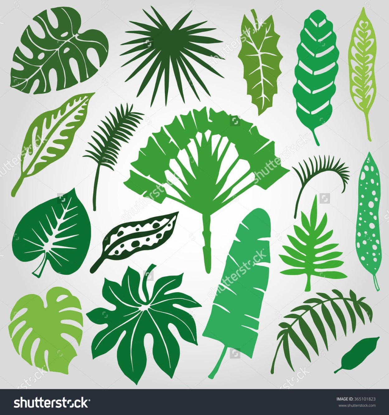 Экзотические растения силуэт