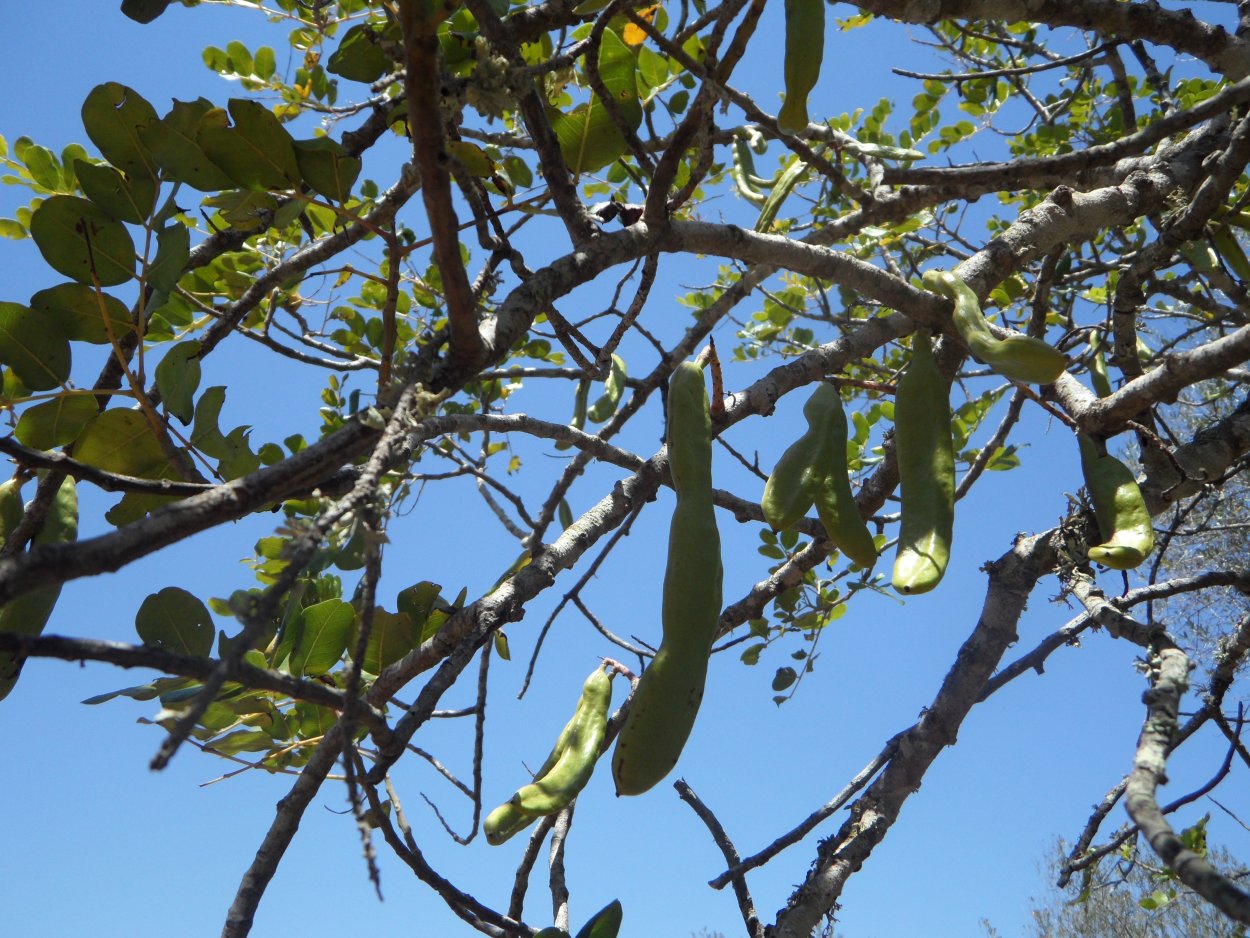 Кэроб дерево