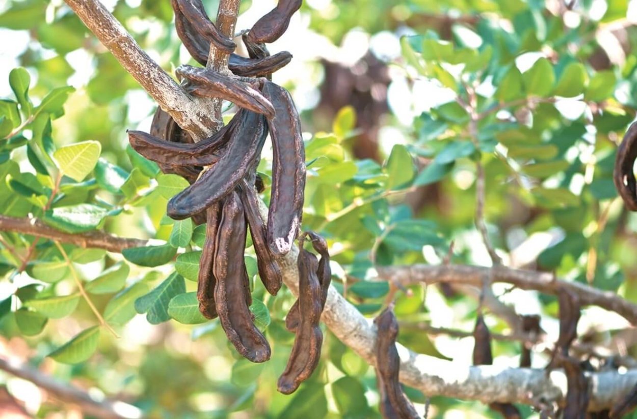 Карат стручок рожкового дерева