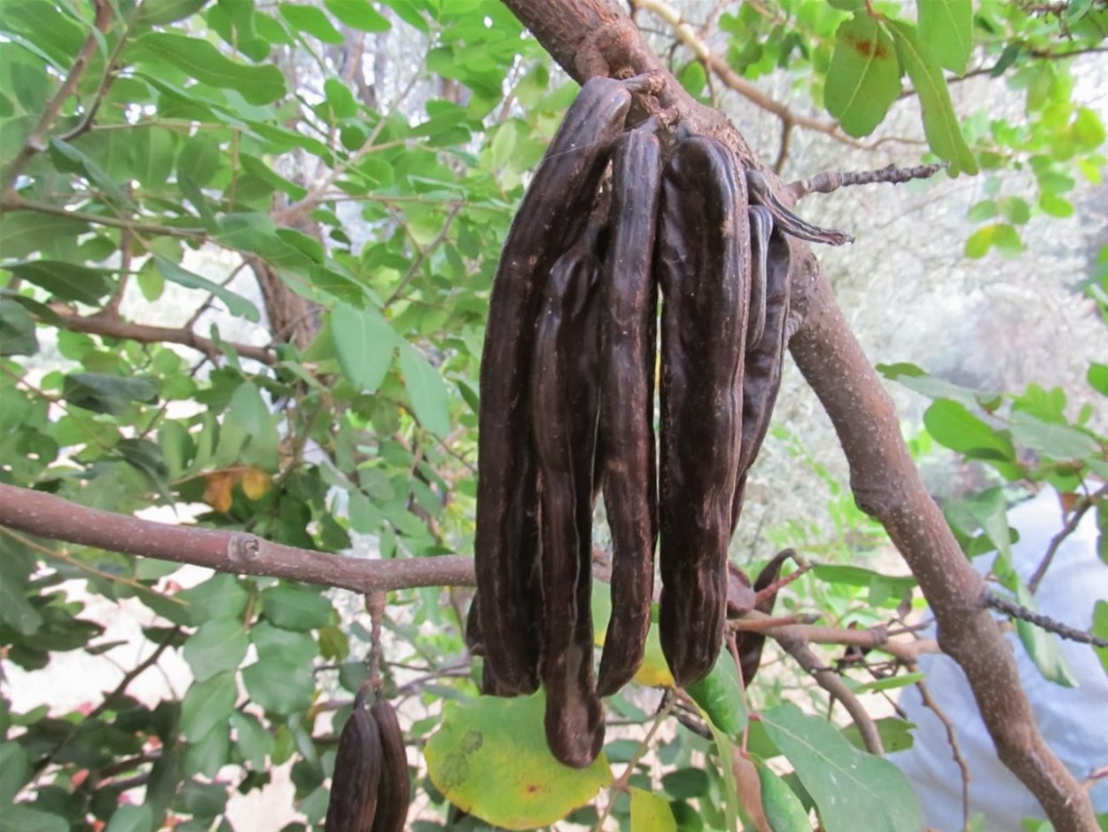 Кечи буйнузу дерево