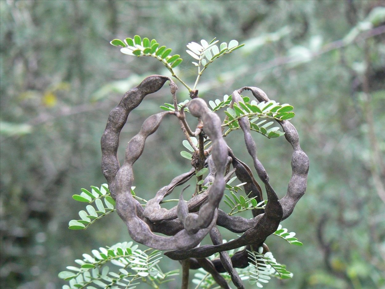 Цератония стручковая рожковое дерево