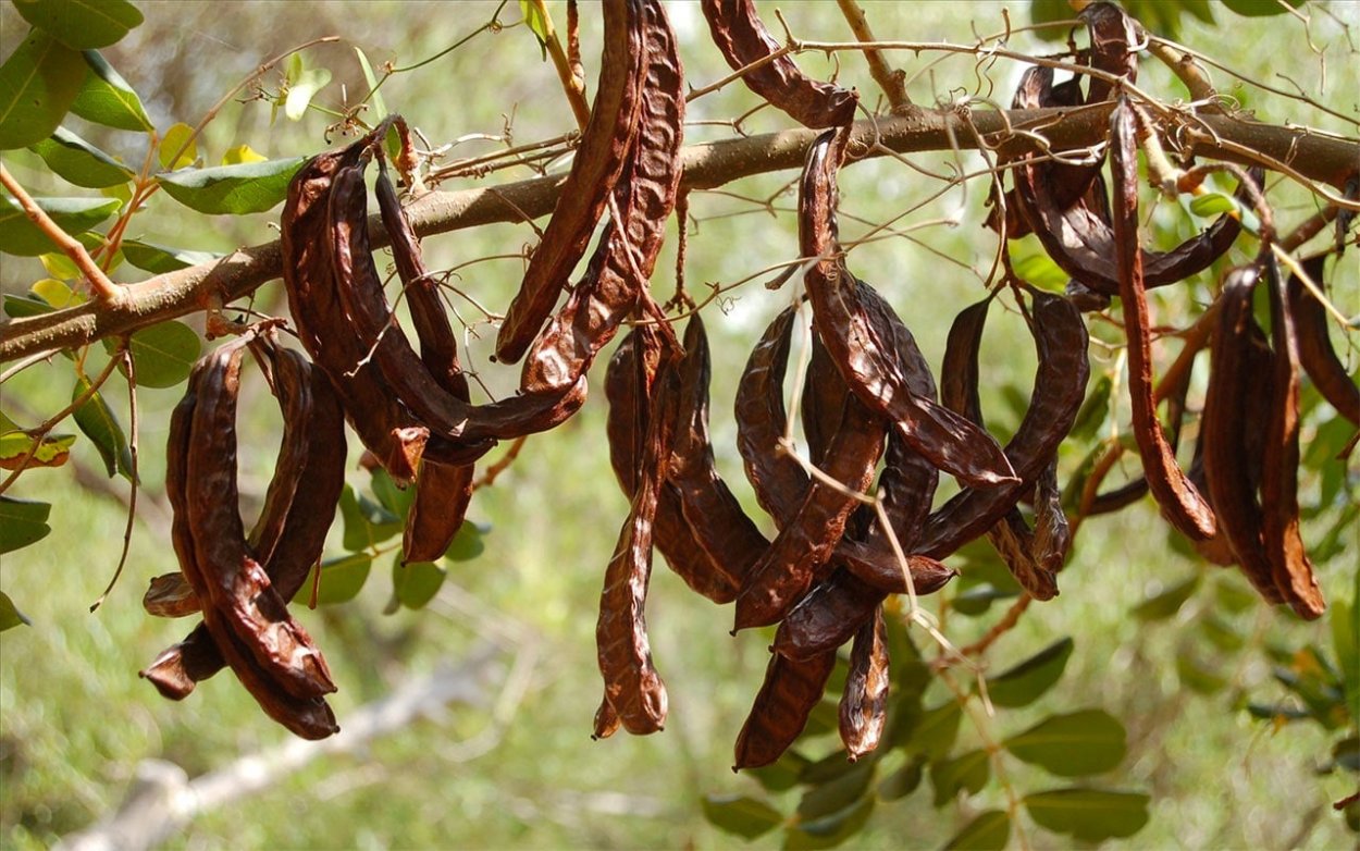 Цератония стручковая