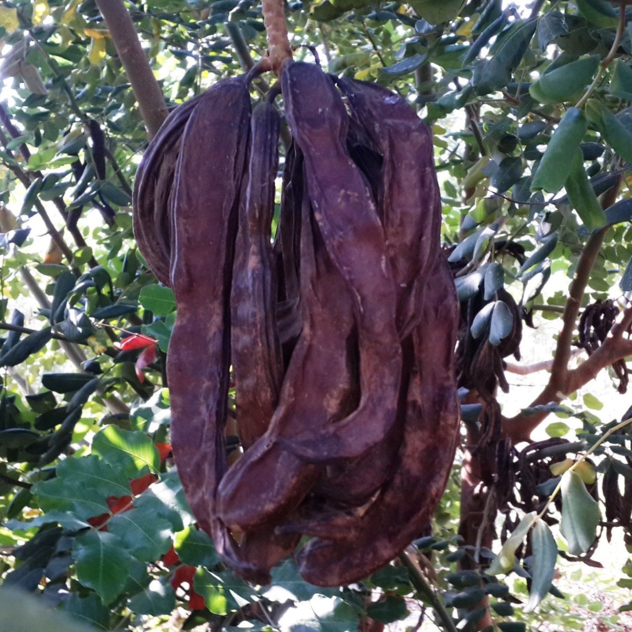 Цератония стручковая