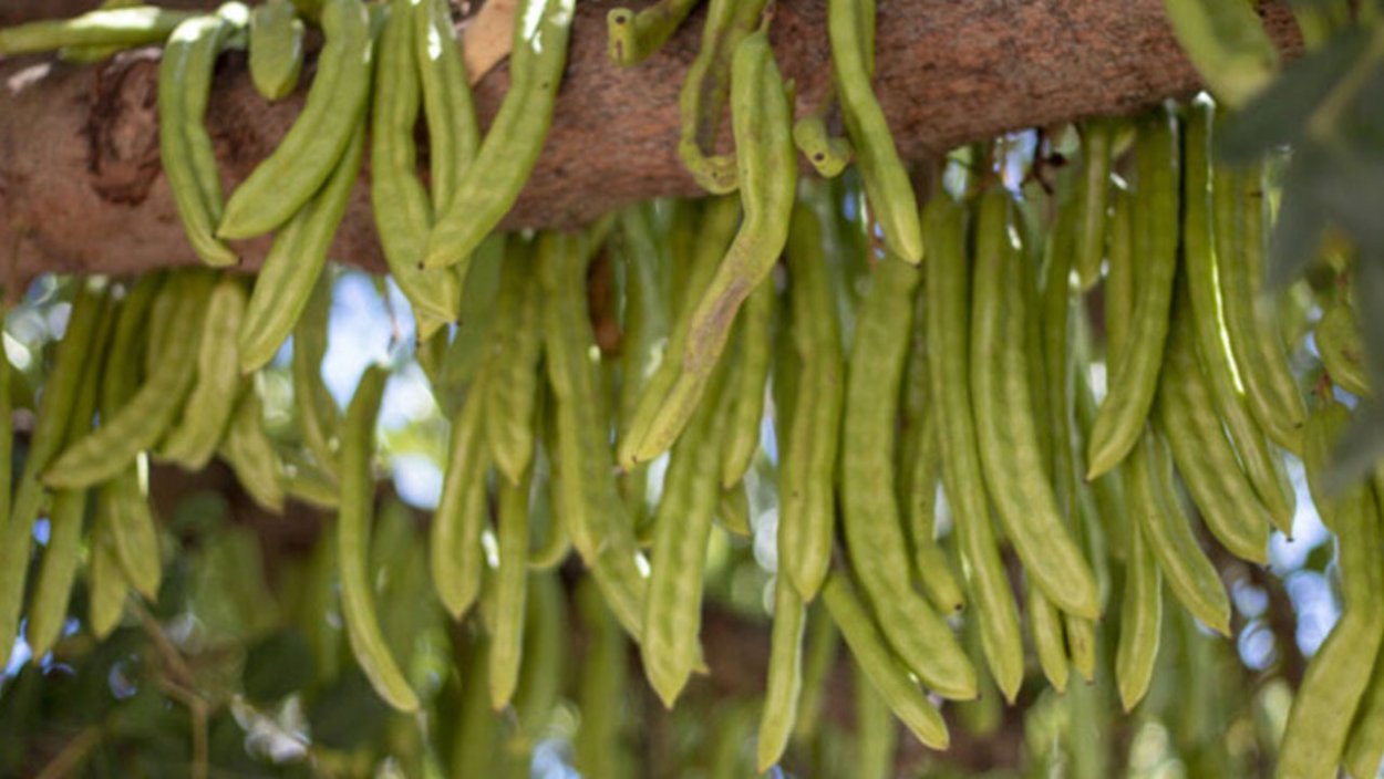 Акриды плоды рожкового дерева
