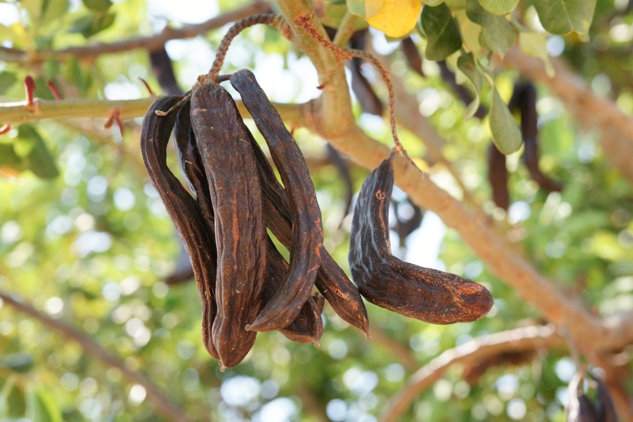 Рожковое дерево Крит