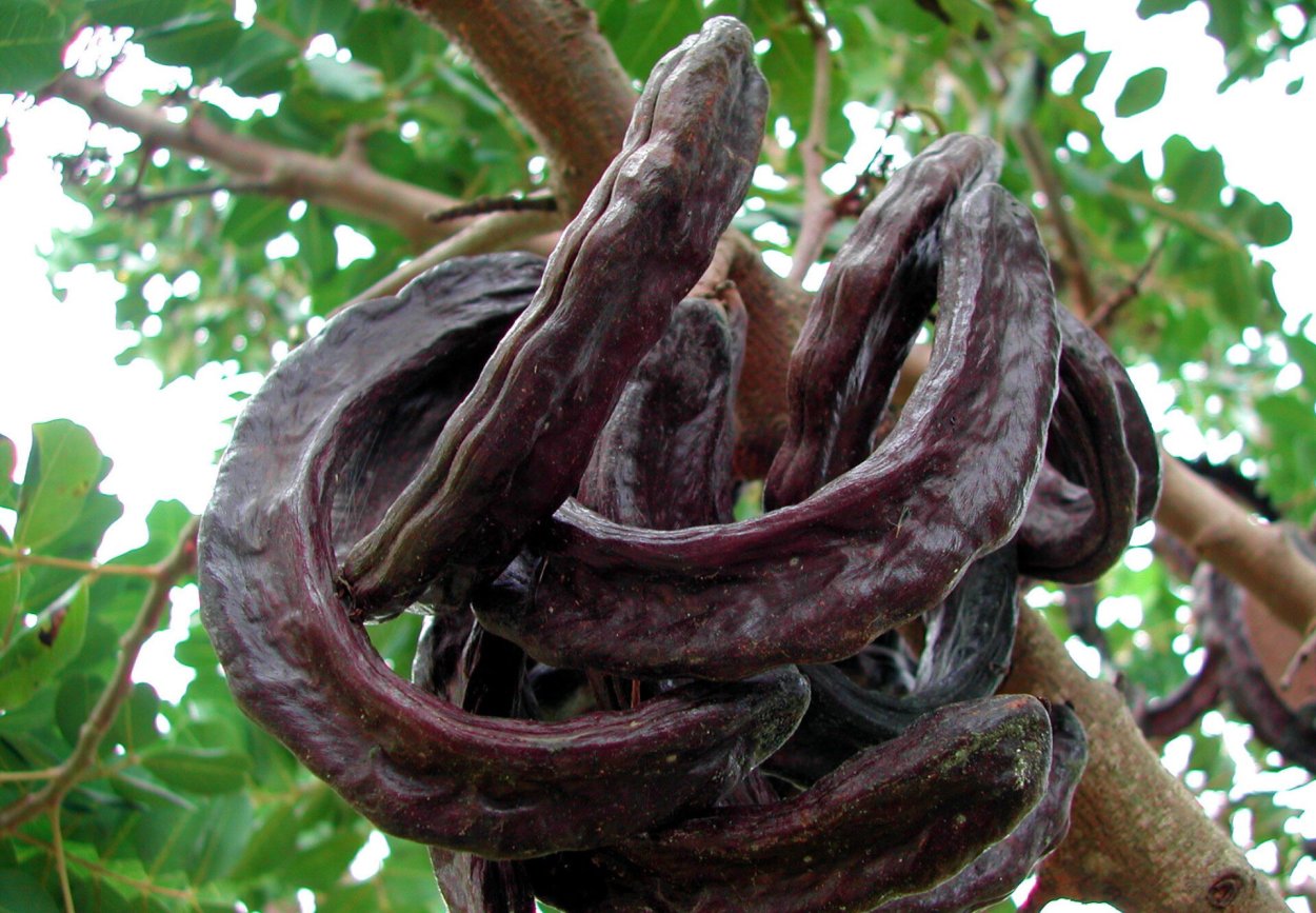 Цератония стручковая рожковое дерево