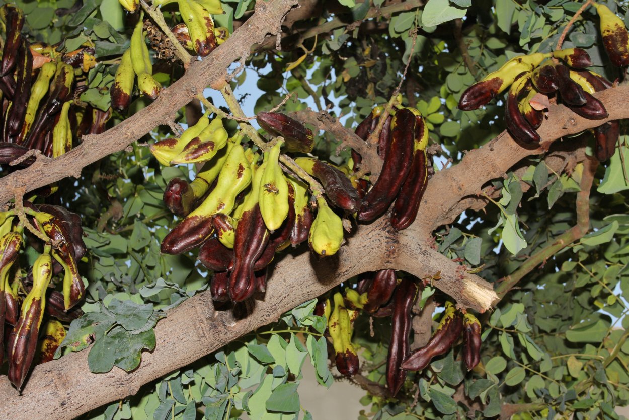 Цератония стручковая рожковое дерево