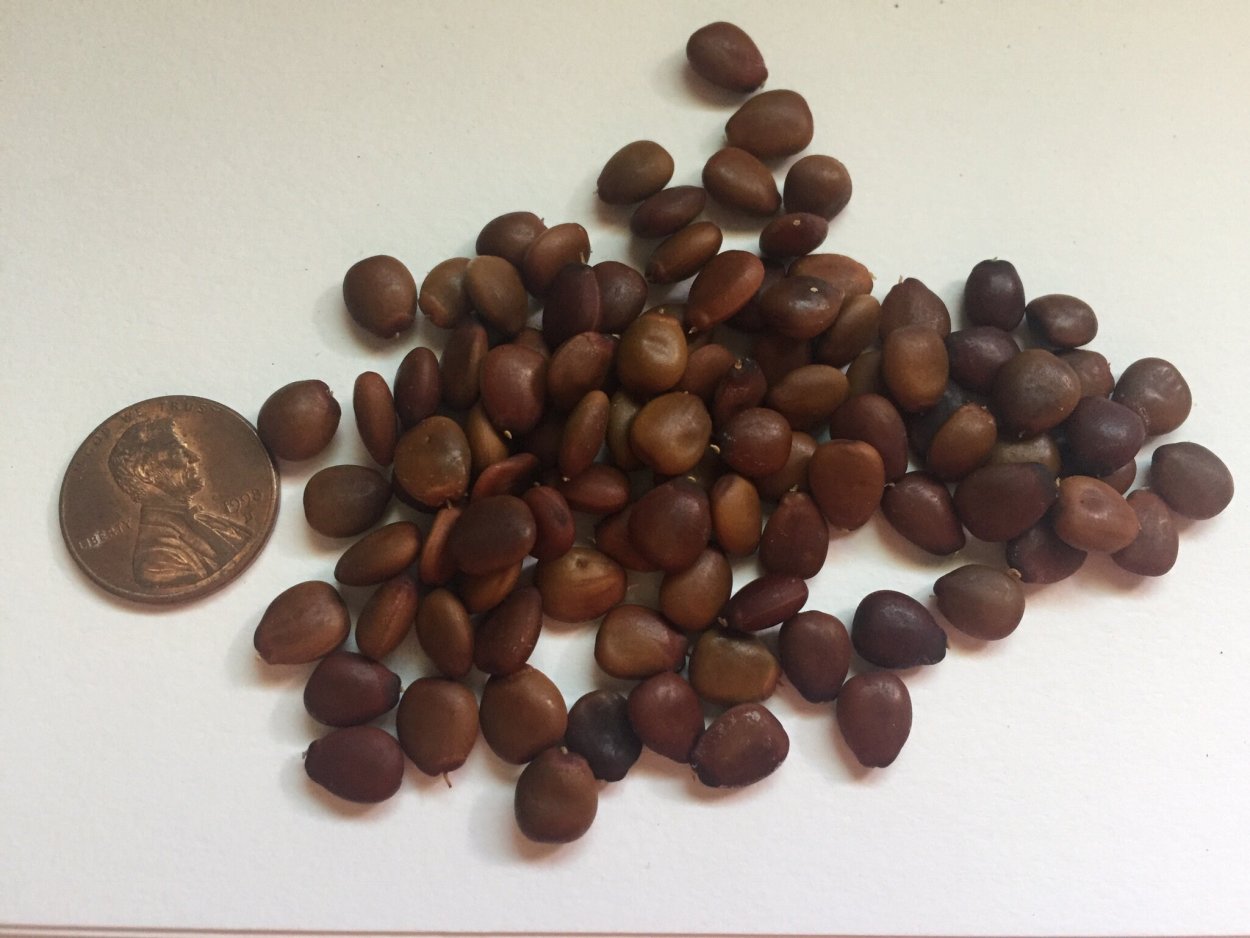 Цератония рожковое дерево