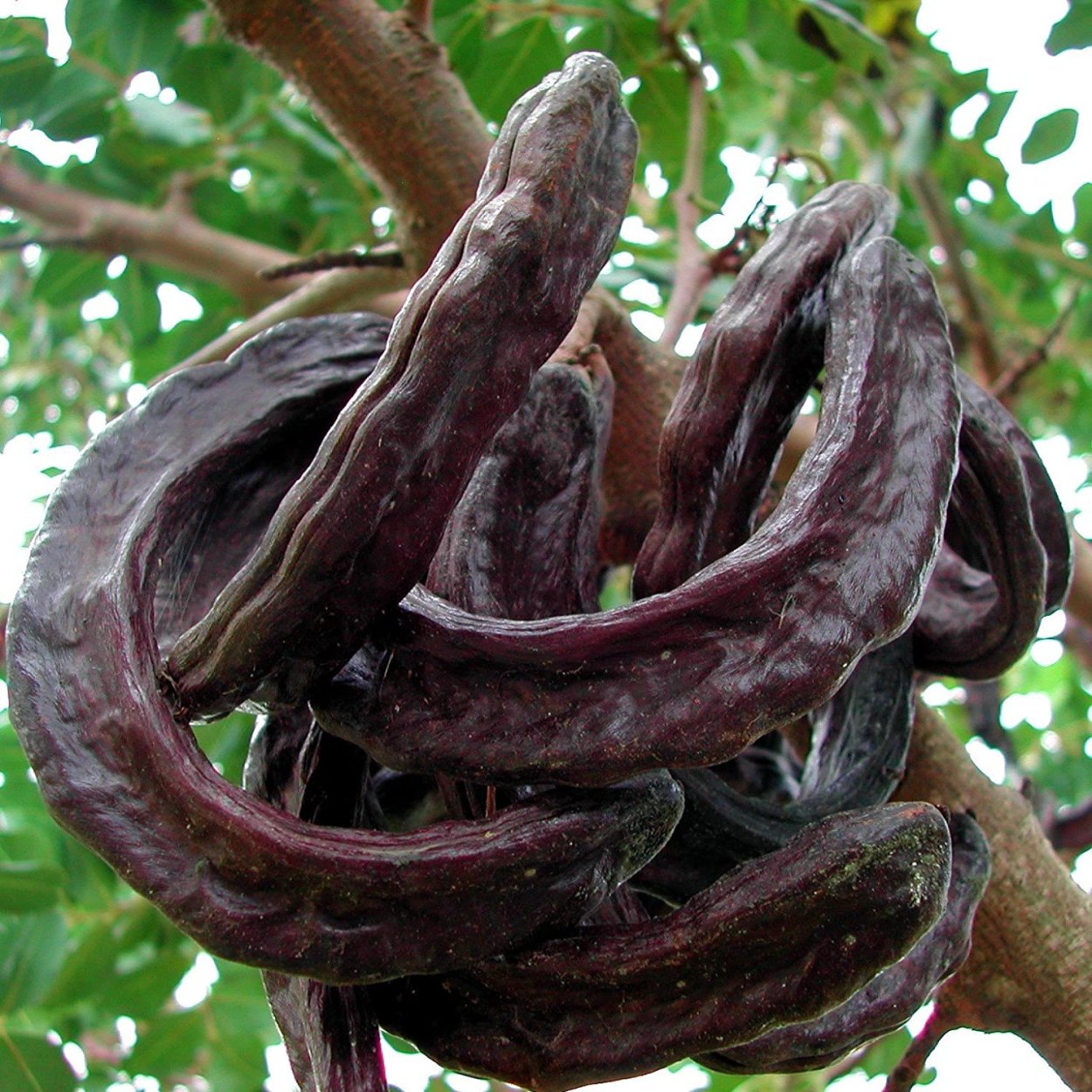 Цератония стручковая рожковое дерево