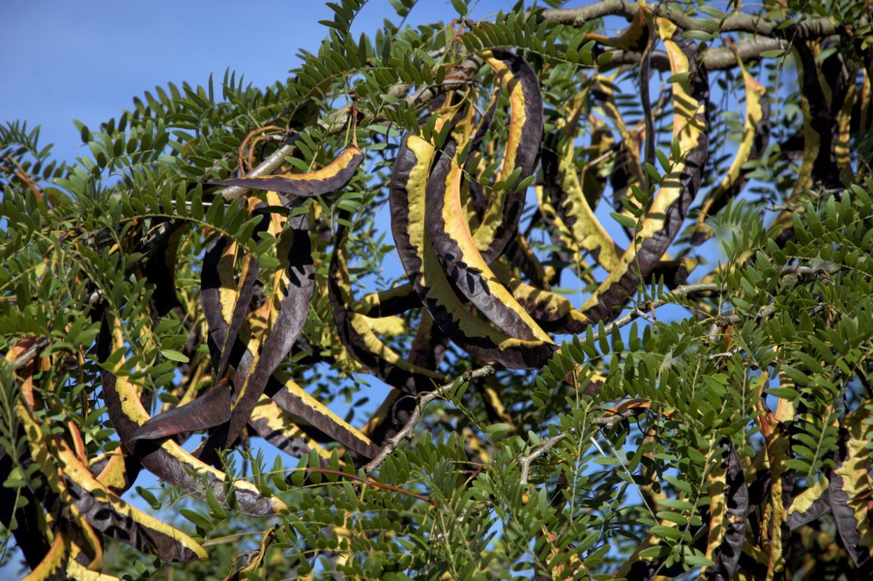 Лист Ceratonia Siliqua