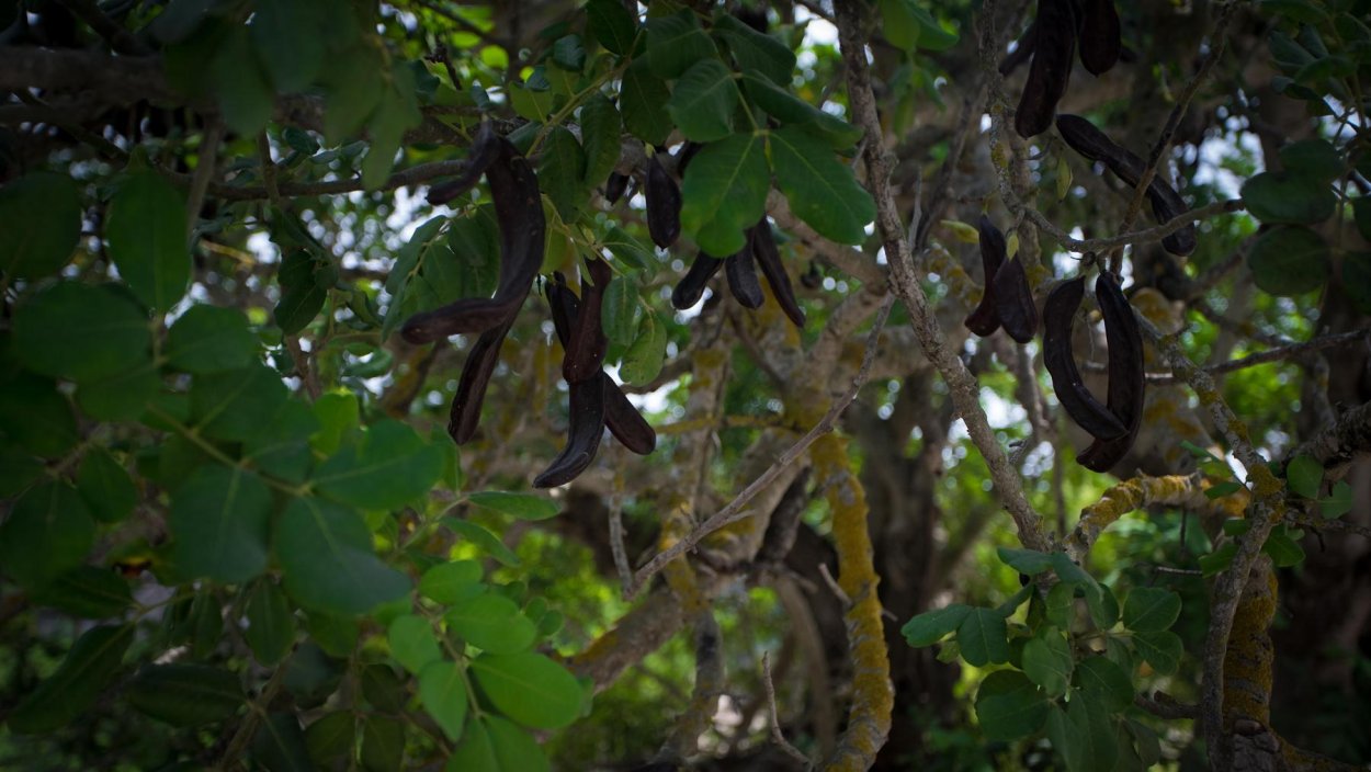 Цератония рожковое дерево