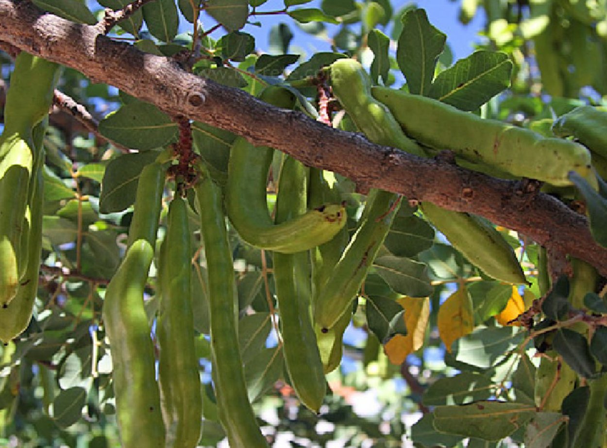 Рожковое дерево на Кипре