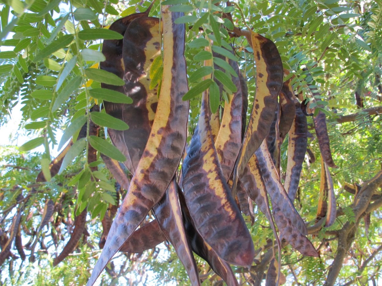 Цератония рожковое дерево