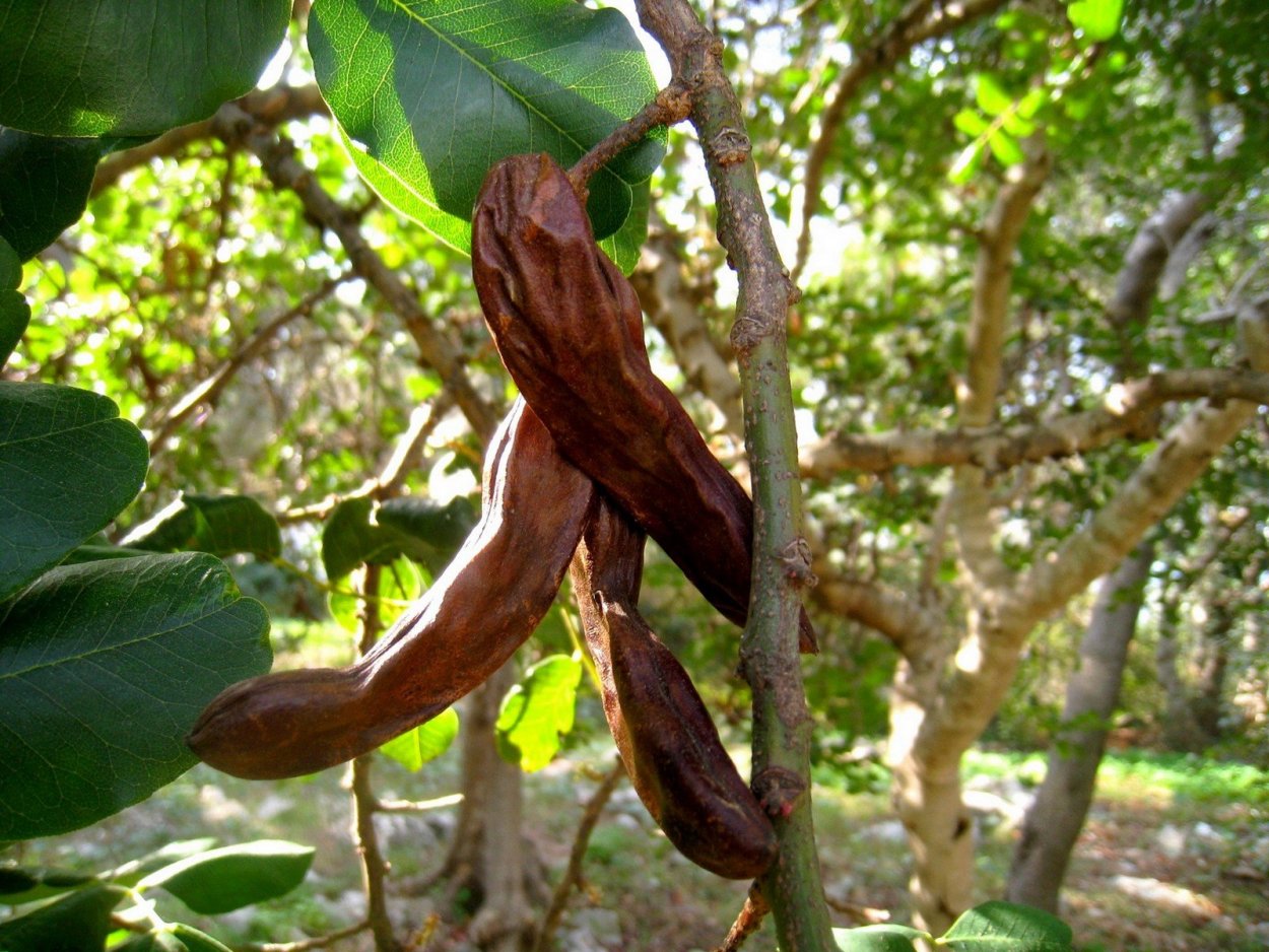 Цератония рожковое дерево