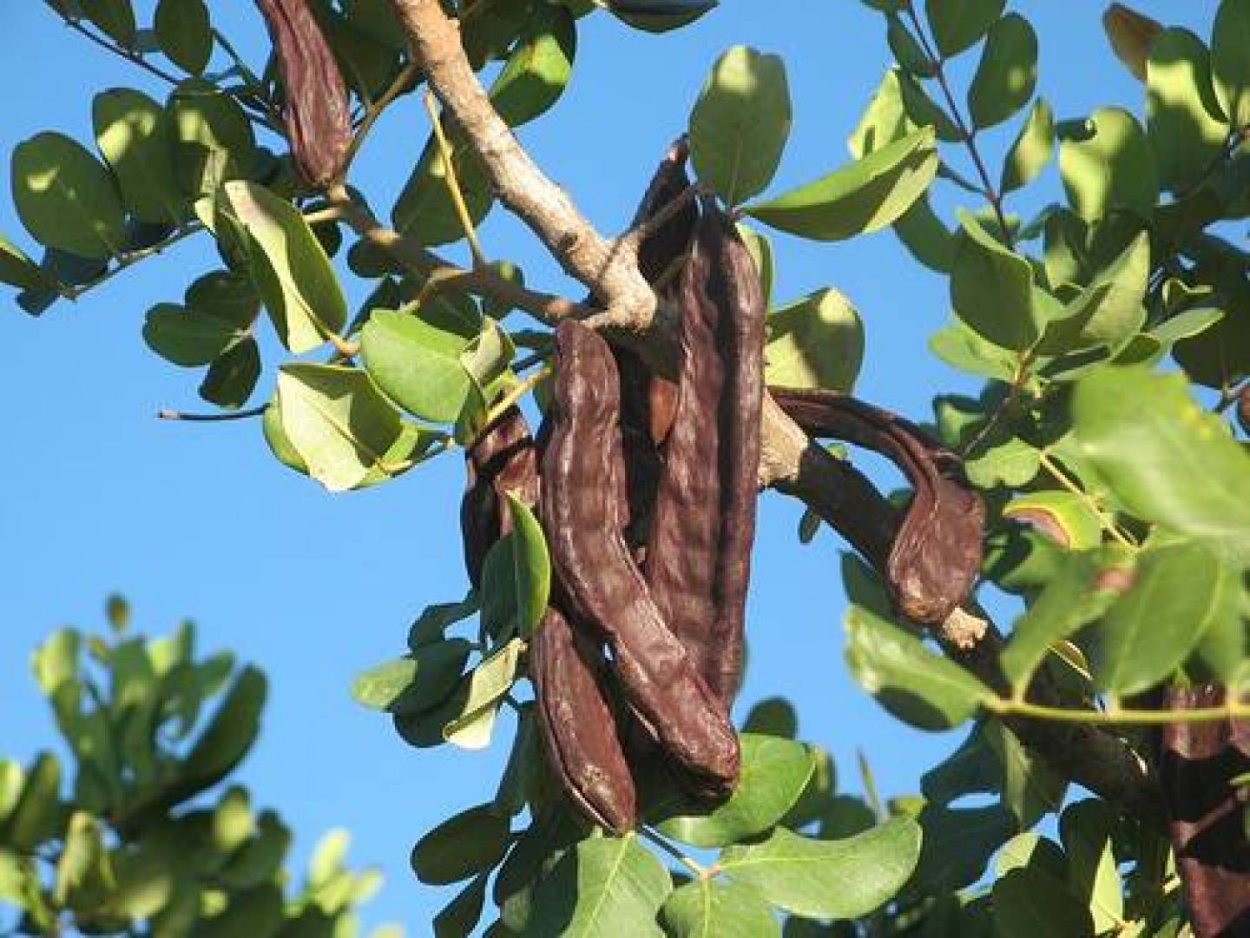 Цератония рожковое дерево в горшке