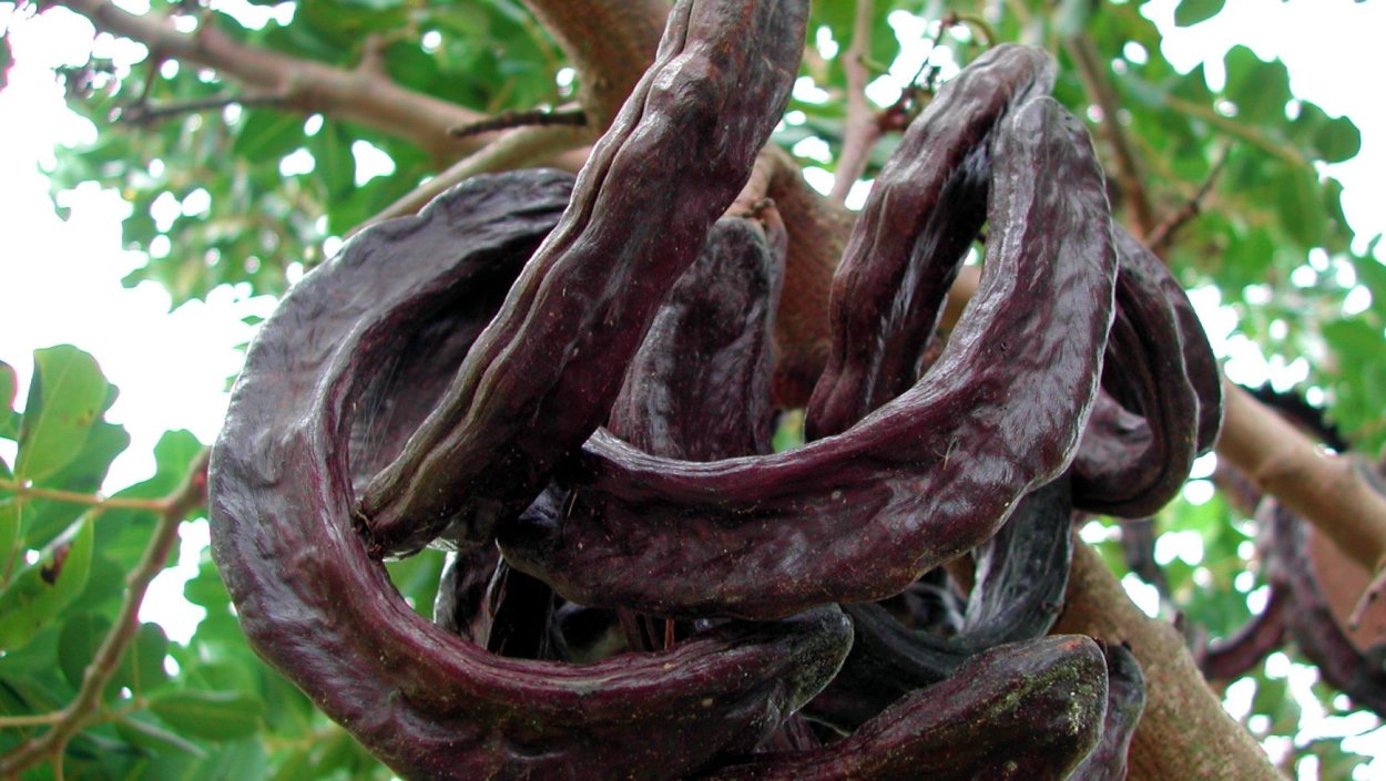 Раскраска Цератония стручковая