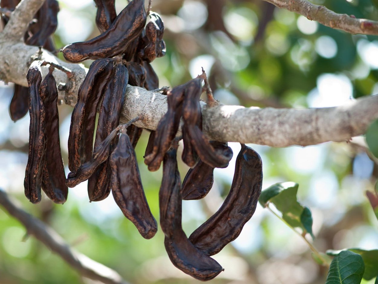 Кэроб дерево