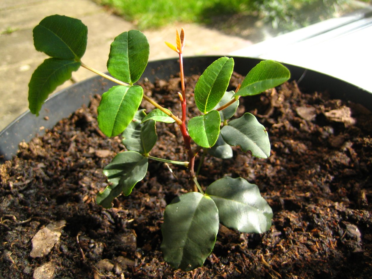 Рожковое дерево Израиль