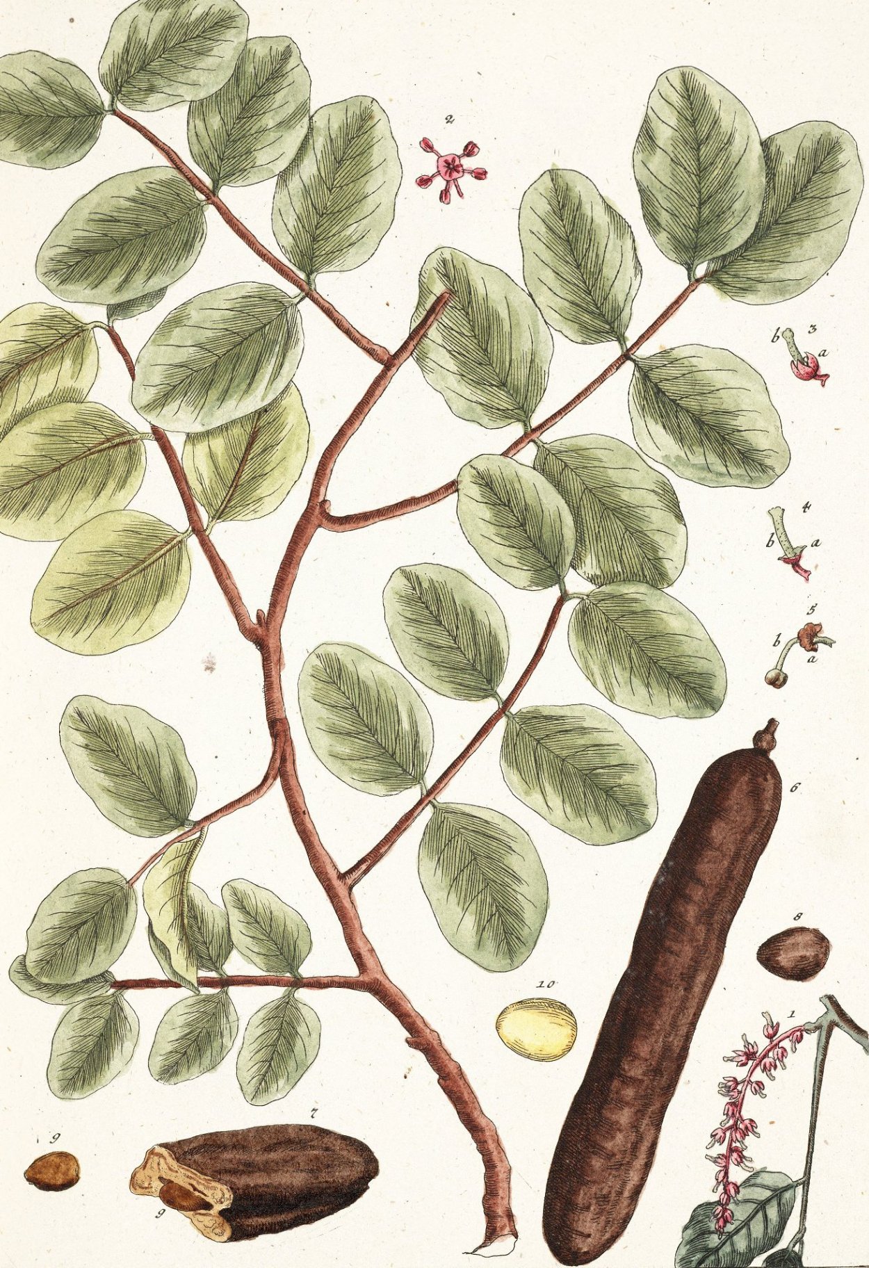 Цератония рожковое дерево