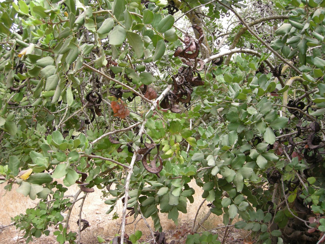 Ceratonia Siliqua рожковое дерево