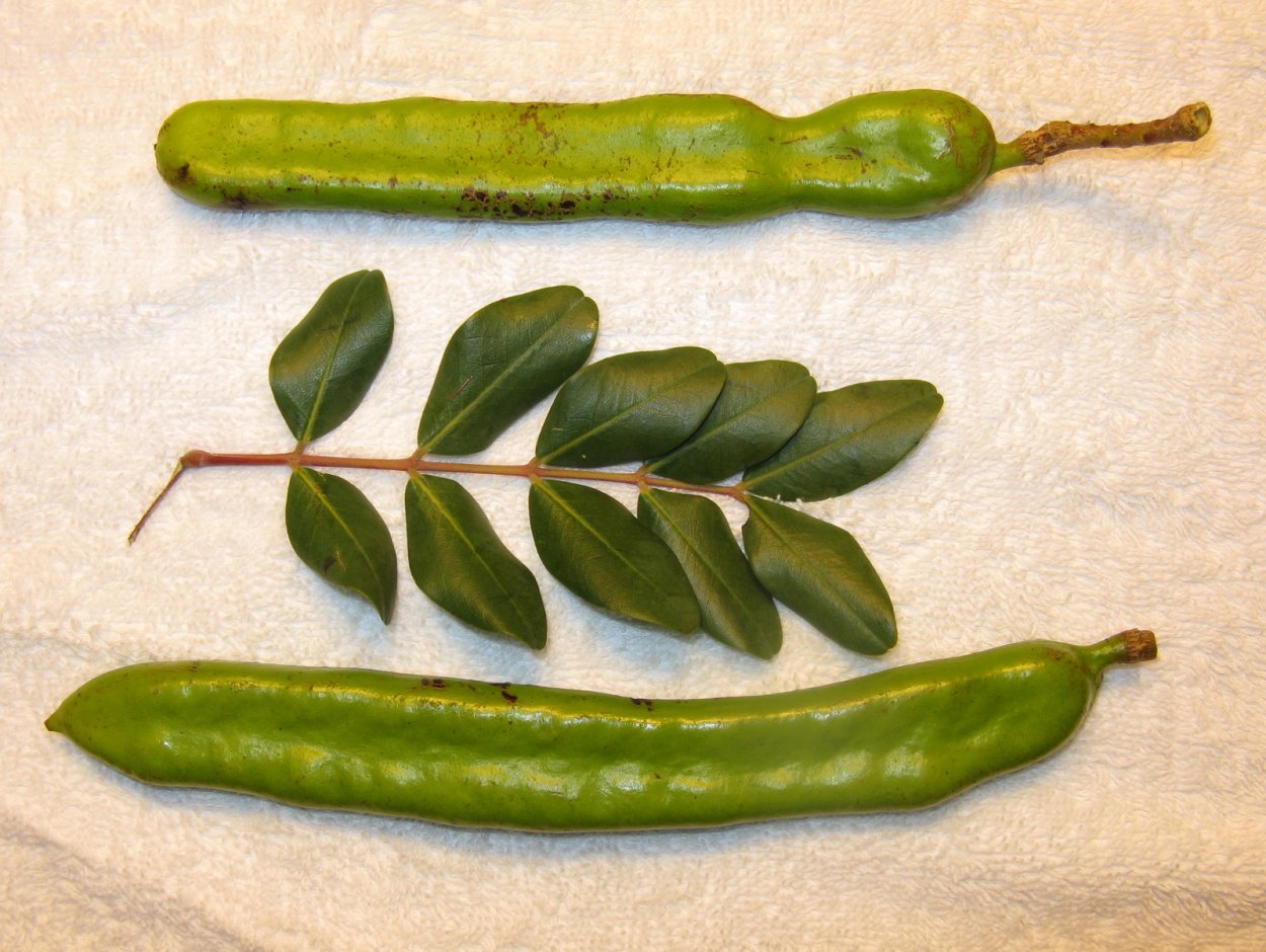 КЕРАТОНИЯ дерево